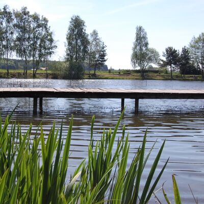 Bild vergrößern: Auf dem Foto ist der Angelteich von Weselsdorf zu sehen. Neben einem langen Steg in der Mitte des Bildes ist im Vordergrund Schilf zu sehen. Im Hintergrund ist der Teich von Bumen umgeben.